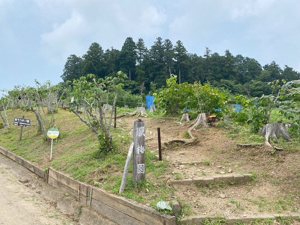 蝋梅園