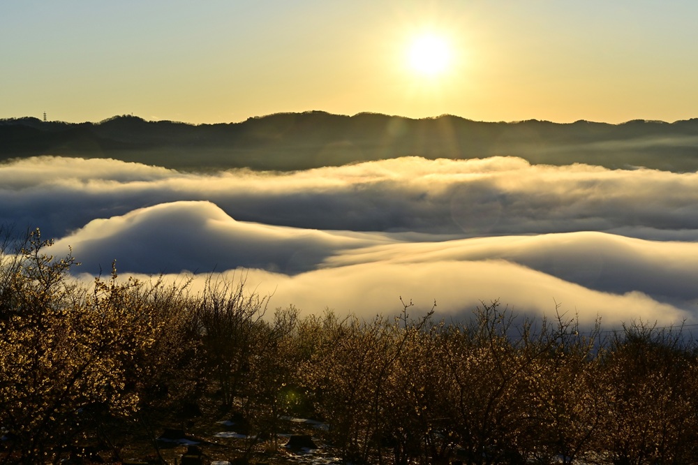 宝登山の雲海
