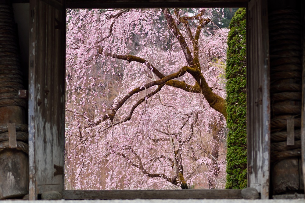 宝登山神社のしだれ桜