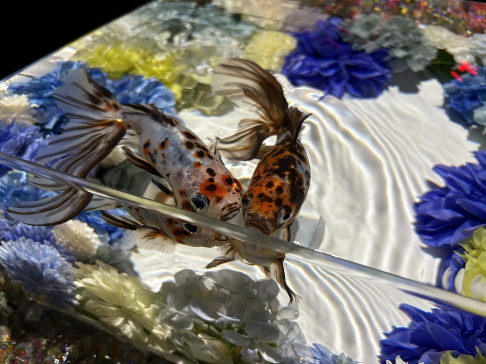 金魚の種類もいろいろ楽しめる