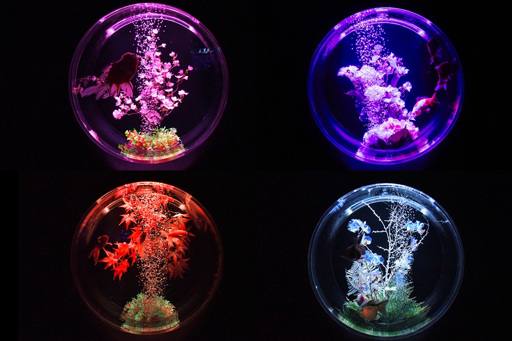 金魚蒐集（しゅうしゅう）