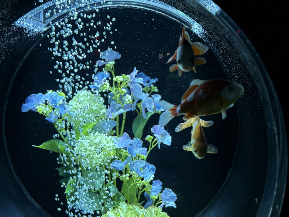 金魚蒐集の水槽にも花が咲く