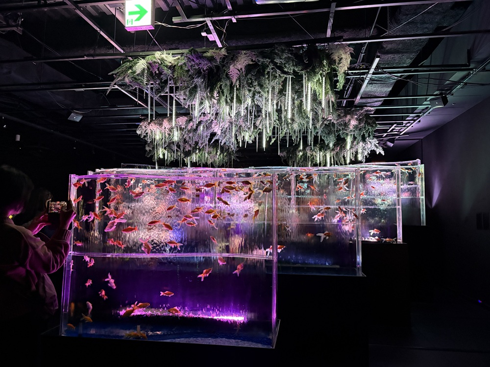 氷柱と雪のはなで飾られた水槽群