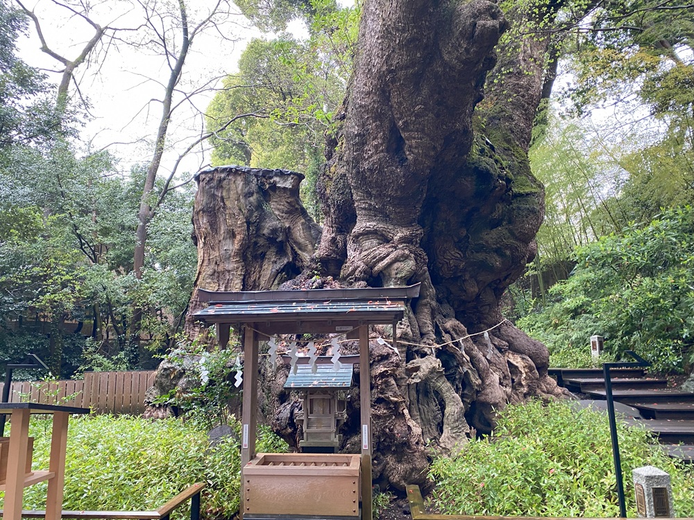 来宮神社ご神木・大楠