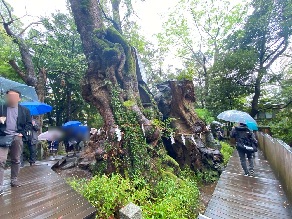 木の周りには遊歩道がつけられている