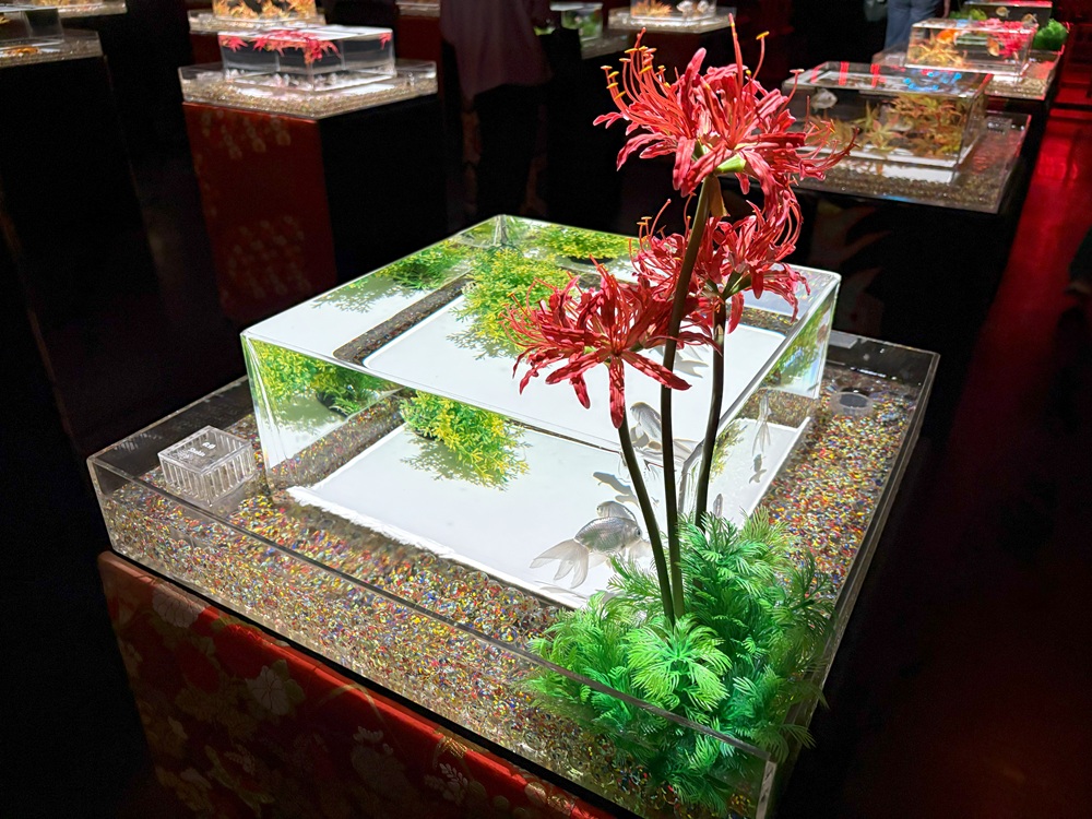 彼岸花と金魚のコラボ