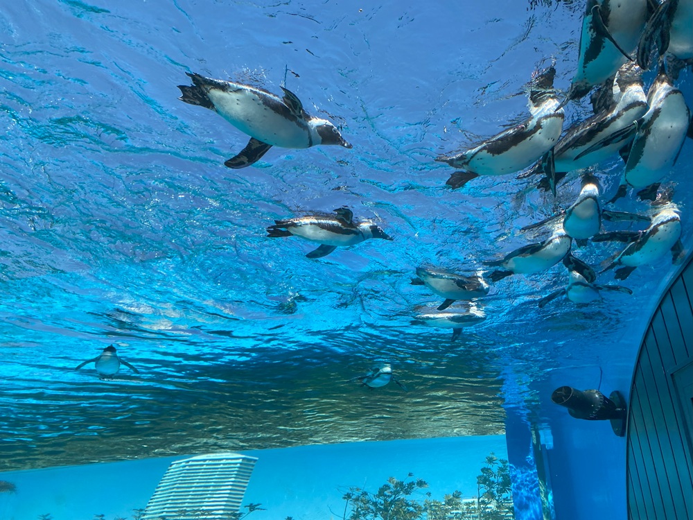 空飛ぶペンギンで有名な「サンシャイン水族館」