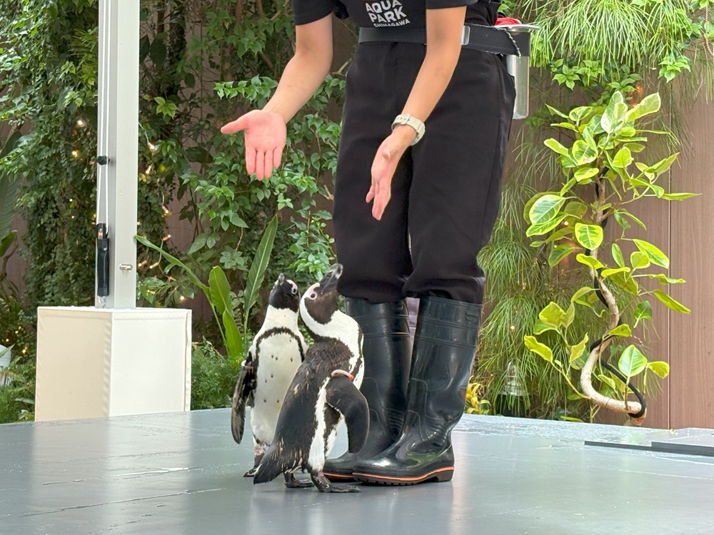 ケープペンギンのパフォーマンス