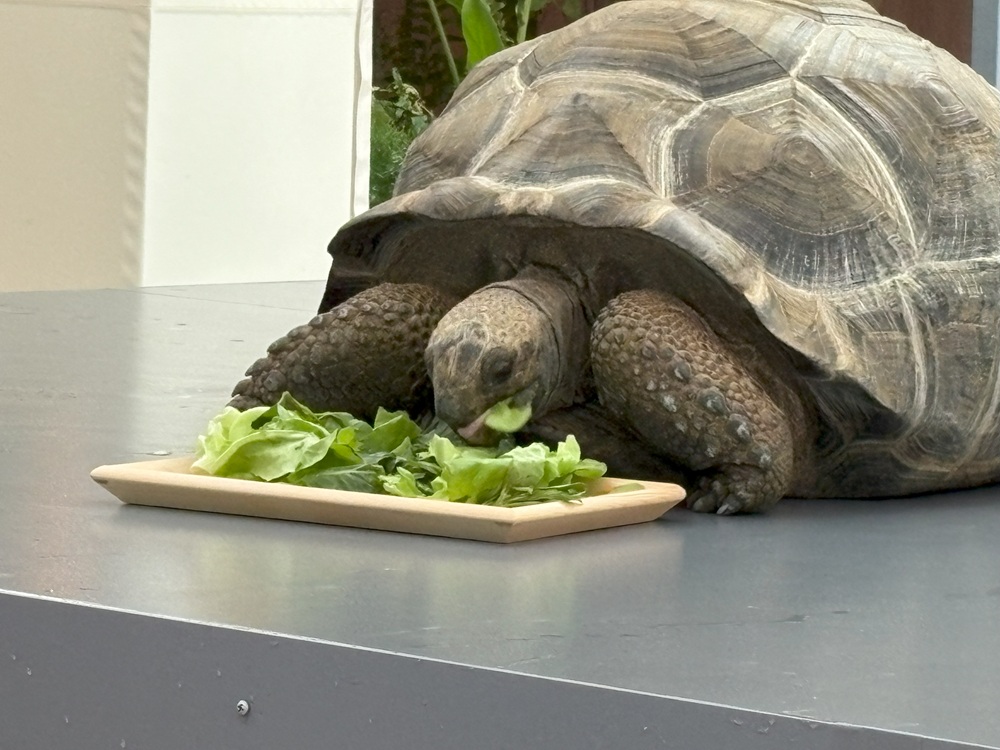 アルダブラゾウガメ