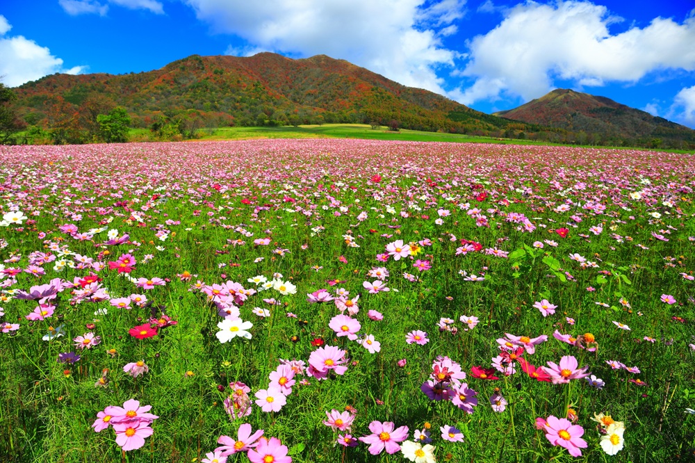 ひるぜんジャージーランド