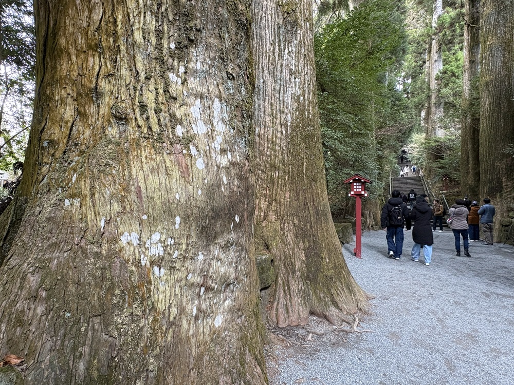 杉の巨木が並ぶ参道