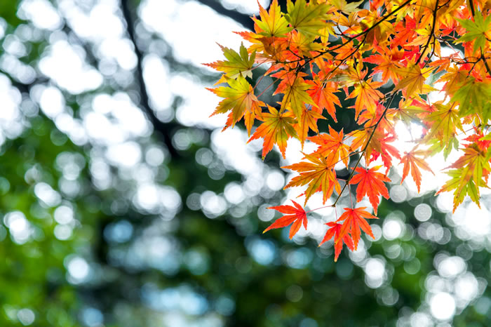 定番人気は10月～12月